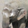 Bronx Zoo's Happy The Elephant Is Actually Really Sad And Lonely, Lawsuit Alleges
